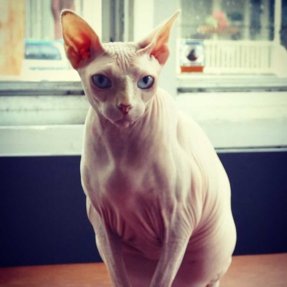 Meet your Posher, Liz - Picture 1 of 1